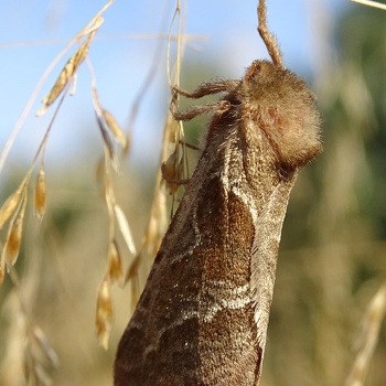 Hepialidae [Niesobkowate]