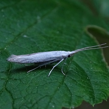 Coleophoridae [Pochwikowate]