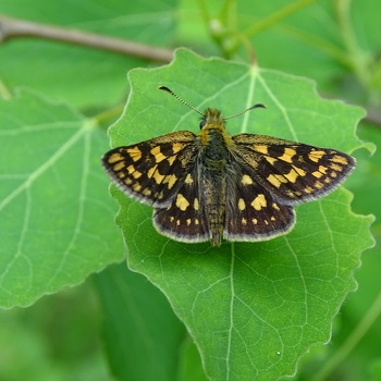 Hesperiidae [Powszelatkowate]